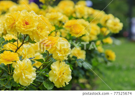 Roses in full bloom in Hamadera Park Roses in full bloom in Hamadera Park 77525674