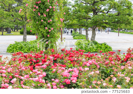 濱寺公園的玫瑰盛開 77525683