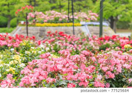 Roses in full bloom in Hamadera Park Roses in full bloom in Hamadera Park 77525684