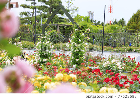 Roses in full bloom in Hamadera Park 77525685