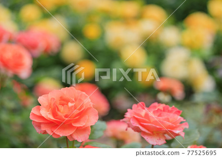 濱寺公園的玫瑰盛開 77525695