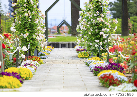 Roses in full bloom in Hamadera Park 77525696