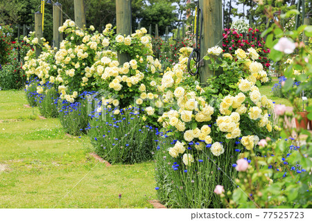 濱寺公園的玫瑰盛開 77525723