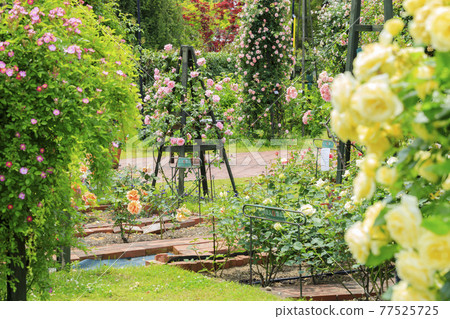 Roses in full bloom in Hamadera Park Roses in full bloom in Hamadera Park 77525725