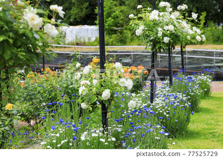 Roses in full bloom in Hamadera Park 77525729