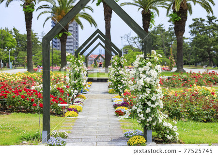 濱寺公園的玫瑰盛開 77525745