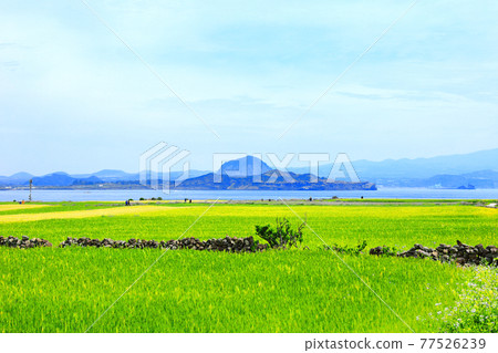Green barley, steep slope, scenery, barley, field road, walking path, field fence, barley field, green, Green barley, steep slope, scenery, barley, field road, walking path, field fence, barley field, green, 77526239