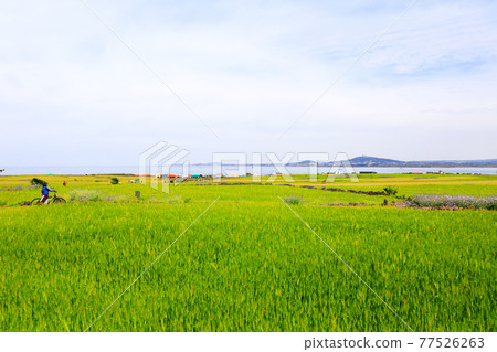 Green barley, steep slope, scenery, barley, field road, walking path, field fence, barley field, green, 77526263