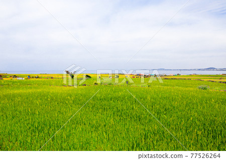 Green barley, steep slope, scenery, barley, field road, walking path, field fence, barley field, green, 77526264