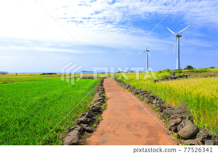 Wind turbine, renewable energy, clean energy, green barley, steep slope, scenery, barley, field road, walking path, field fence, barley field, green, 77526341