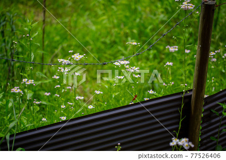 Mountain farm landscape 77526406
