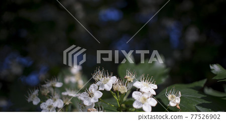 Flowers of hawthorn on a branch with leaves in the rays of the morning sun. Blooming spring tree. the bud may. white flowers of Beltane 77526902