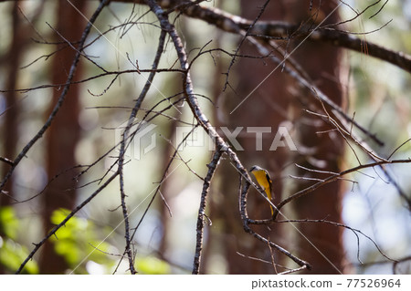 Beautiful bird, Grey-chinned Minivet ( Pericrocotus solaris ) in nature Beautiful bird, Grey-chinned Minivet ( Pericrocotus solaris ) in nature 77526964