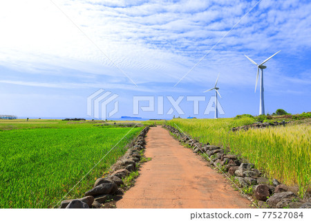 Green barley, Gapado, barley, barley field, island, rural area, village, farm, farming, walking path, sky, blue, green, 77527084