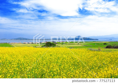Green barley, Gapado, barley, barley field, island, rural area, village, farm, farming, walking path, sky, blue, green, 77527113