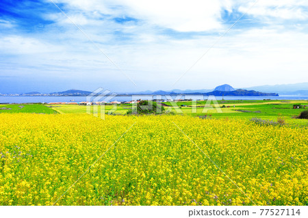 Green barley, Gapado, barley, barley field, island, rural area, village, farm, farming, walking path, sky, blue, green, 77527114