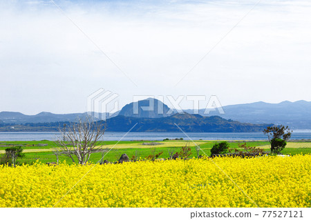 綠色大麥，加帕多，大麥，大麥田，島嶼，農村地區，村莊，農場，耕作，步行道，天空，藍色，綠色， 77527121