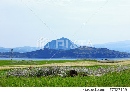Green barley, Gapado, barley, barley field, island, rural area, village, farm, farming, walking path, sky, blue, green, 77527139