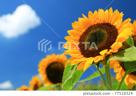 Sunflowers in full bloom in the blue sky in summer Sunflowers in full bloom in the blue sky in summer 77528324