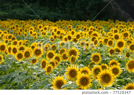 ≪Kyoto Refre Kaya no Sato, a sunflower field all over the hill≫ Summer image Yosano Town, Kyoto Prefecture ≪Kyoto Refre Kaya no Sato, a sunflower field all over the hill≫ Summer image Yosano Town, Kyoto Prefecture 77528347