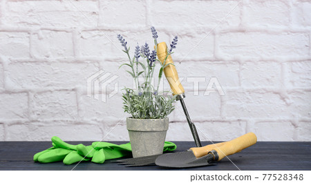 shovel, rake and flowerpot on the background of a white brick wall. Planting and replanting spring flower and plants shovel, rake and flowerpot on the background of a white brick wall. Planting and replanting spring flower and plants 77528348