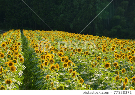 ≪Kyoto Refre Kaya no Sato, a sunflower field all over the hill≫ Summer image Yosano Town, Kyoto Prefecture 77528371