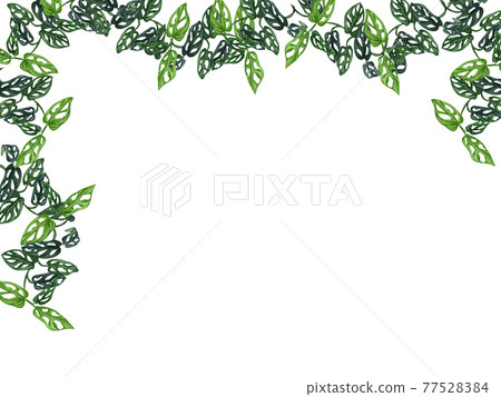 Houseplant leaves of monstera, hanging branches isolated on white background,. Watecolor Floral border Houseplant leaves of monstera, hanging branches isolated on white background,. Watecolor Floral border 77528384
