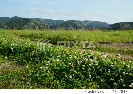 Clover flowers Clover flowers 77528473