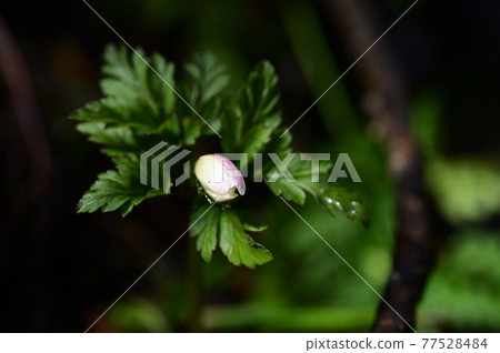 海葵pseudoaltaica 海葵pseudoaltaica 77528484