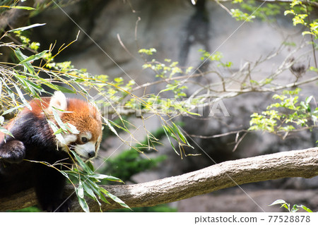 Lesser panda eating bamboo Lesser panda eating bamboo 77528878