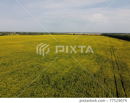 A picturesque field of sunflowers under a blue sky, aerial view. A farm field on a hot summer day, landscape. A picturesque field of sunflowers under a blue sky, aerial view. A farm field on a hot summer day, landscape. 77529074