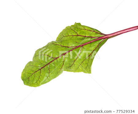 Beet leaf on white background, isolate, close-up. Organic vegetable 77529334