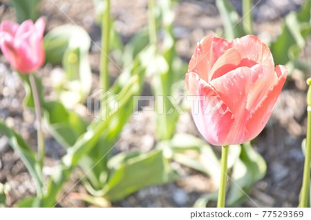 Tulips and greens Tulips and greens 77529369