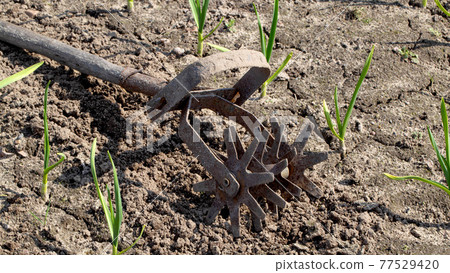 Manual old cultivator for cultivating beds. A tool in agriculture, close-up, organic Manual old cultivator for cultivating beds. A tool in agriculture, close-up, organic 77529420