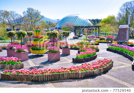 五顏六色的鬱金香花、風車和花穹(鳥取縣) 五顏六色的鬱金香花、風車和花穹(鳥取縣) 77529540