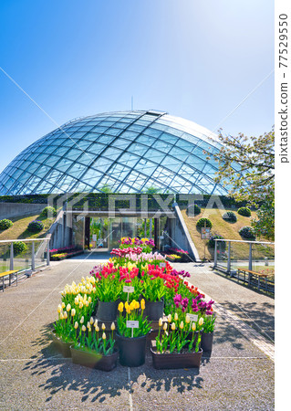 Colorful tulip flowers and flower dome (Tottori prefecture) 77529550