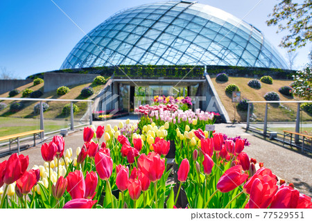 Colorful tulip flowers and flower dome (Tottori prefecture) 77529551