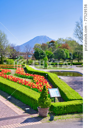 Bright tulip flowers, Oyama and refreshing fresh green (Tottori Prefecture) Bright tulip flowers, Oyama and refreshing fresh green (Tottori Prefecture) 77529556