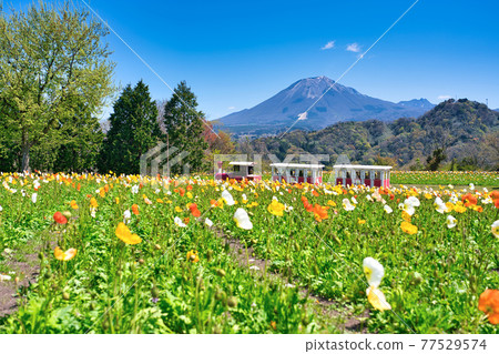 Flower train running on the flower hill where Iceland poppies bloom (Tottori Prefecture) Flower train running on the flower hill where Iceland poppies bloom (Tottori Prefecture) 77529574