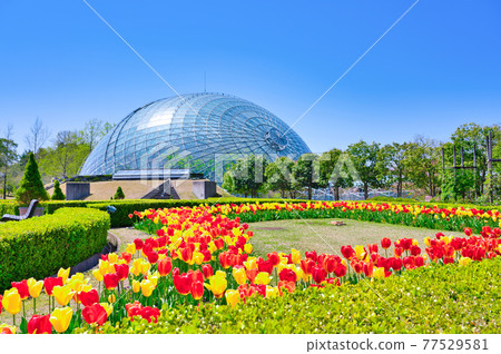 Flower dome and bright tulip flowers (Tottori prefecture) 77529581