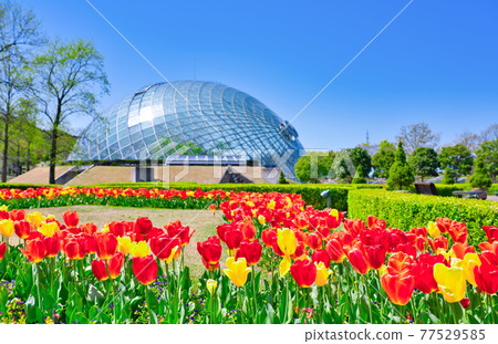 Flower dome and bright tulip flowers (Tottori prefecture) Flower dome and bright tulip flowers (Tottori prefecture) 77529585