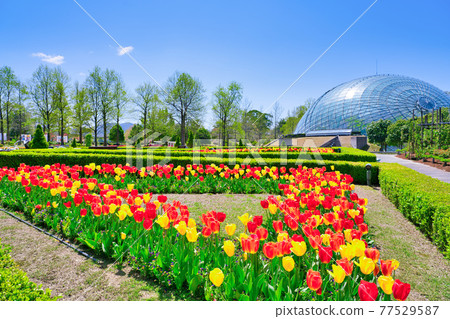 Flower dome and bright tulip flowers (Tottori prefecture) 77529587
