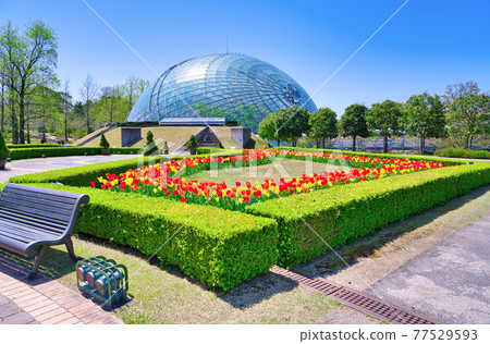 Flower dome and colorful tulip flowers (Tottori prefecture) 77529593
