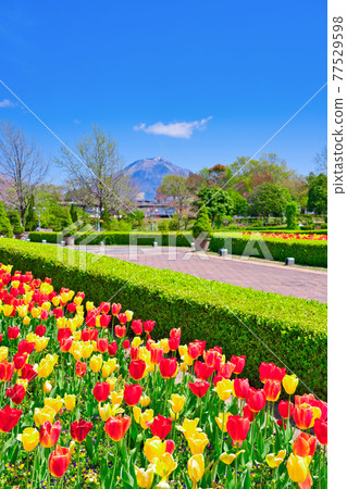 Bright tulip flowers and Daisen (Tottori Prefecture) Bright tulip flowers and Daisen (Tottori Prefecture) 77529598