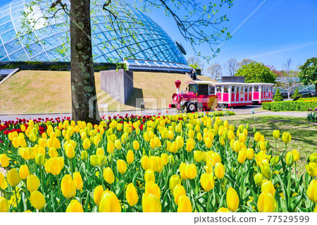 Flower train running in front of bright tulip flowers and flower dome (Tottori prefecture) Flower train running in front of bright tulip flowers and flower dome (Tottori prefecture) 77529599
