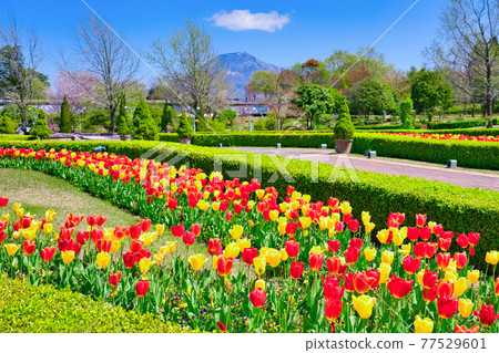 Bright tulip flowers and Daisen (Tottori Prefecture) 77529601