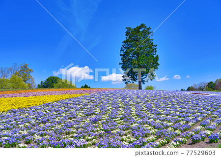 Flower hill with colorful pansies (Tottori prefecture) 77529603