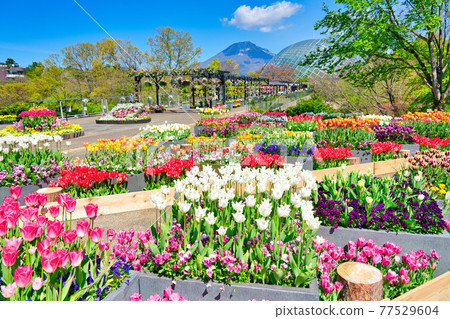 Colorful tulip flowers, flower dome and Daisen (Tottori prefecture) 77529604