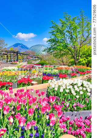 五顏六色的鬱金香花、花穹和大仙（鳥取縣） 77529606