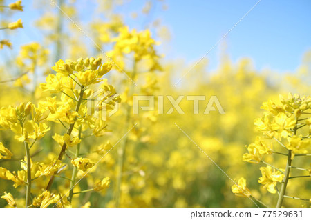 Rape blossoms Rape blossoms 77529631